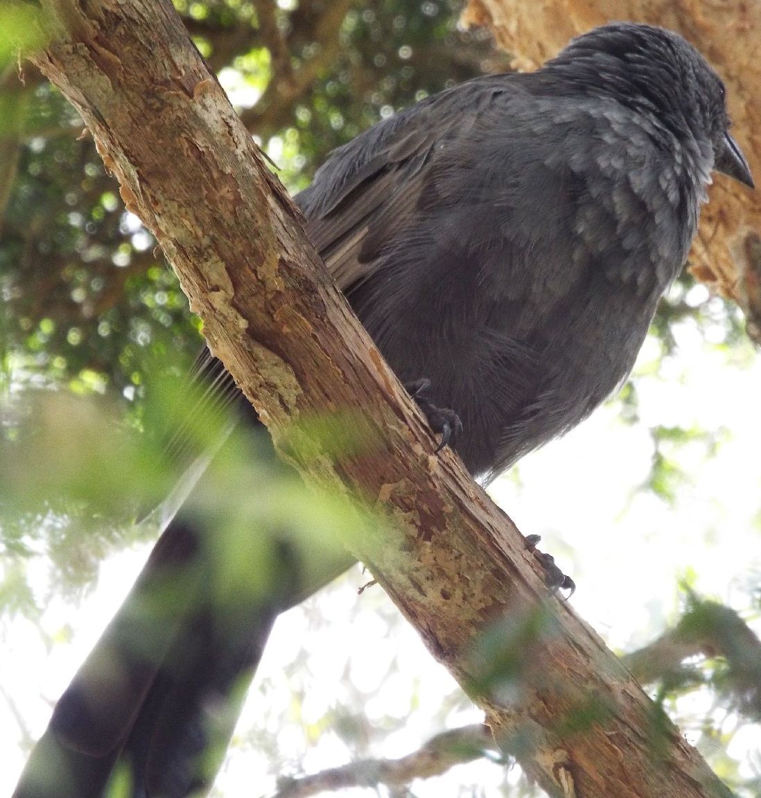 Passeriforme allo zoo di Melbourne  : Struthidea cinerea